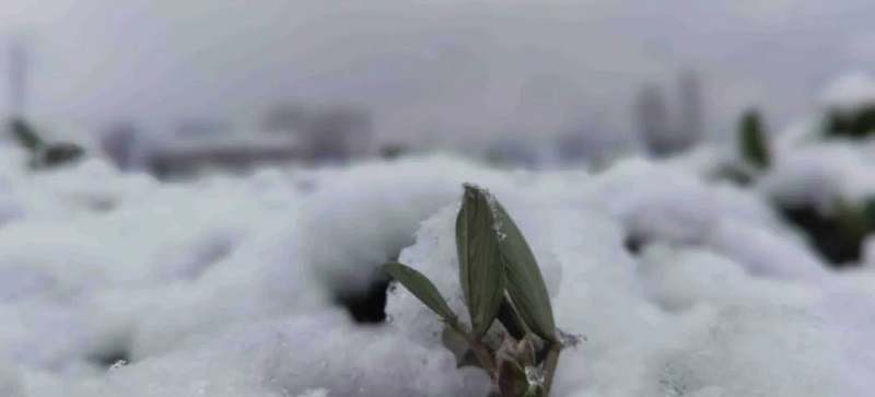 今冬初雪 顺问“你”冬安